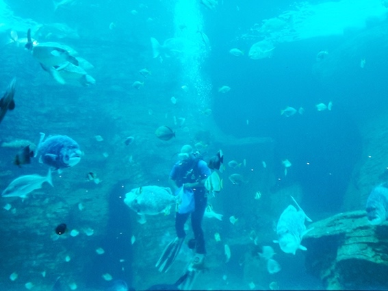 A diver feeds the fish at the Two Oceans Aquarium, Cape Town