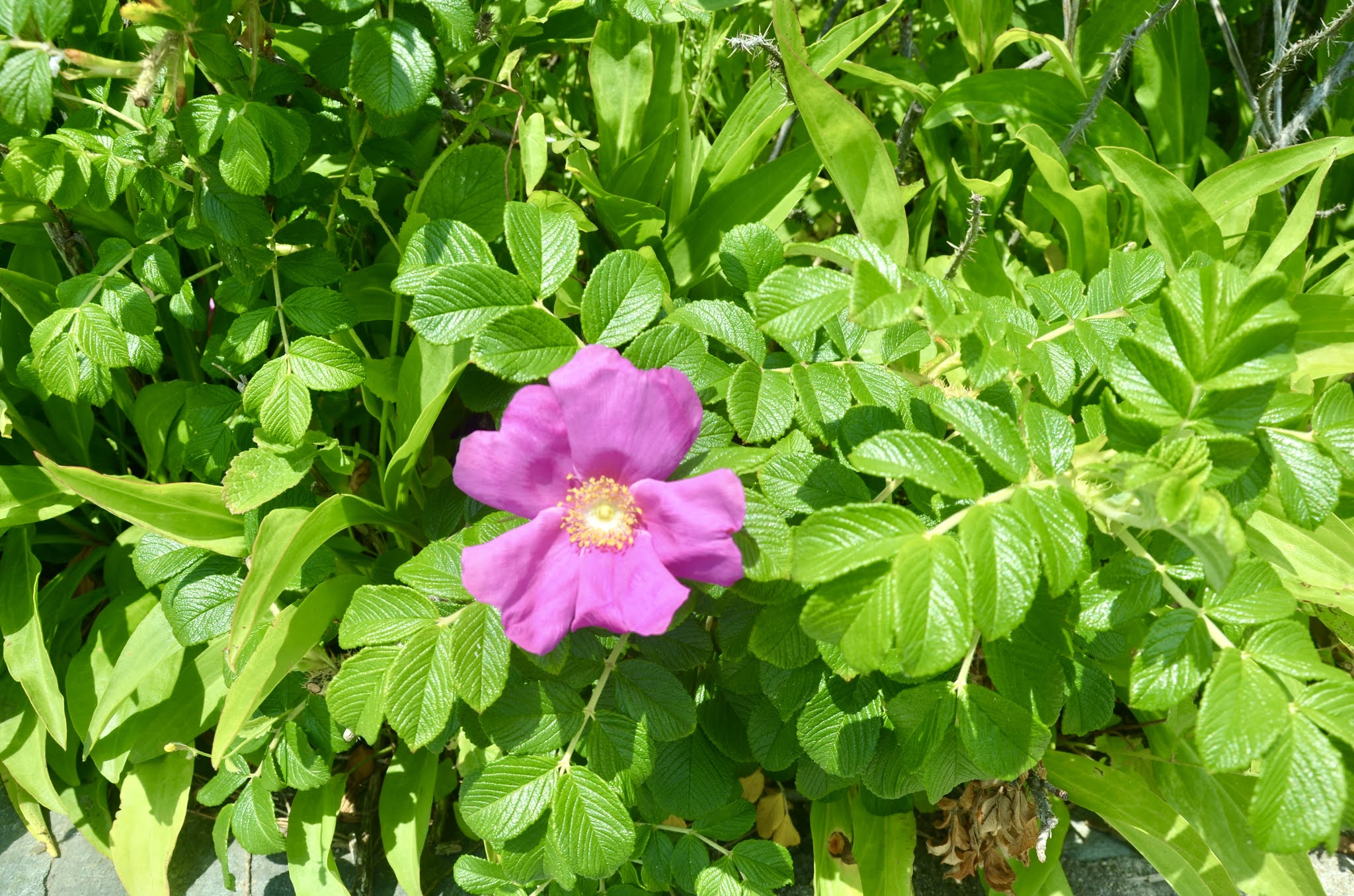 MV Grand Time Newport Rhode IslandThe Elizabeth IslandsMartha's