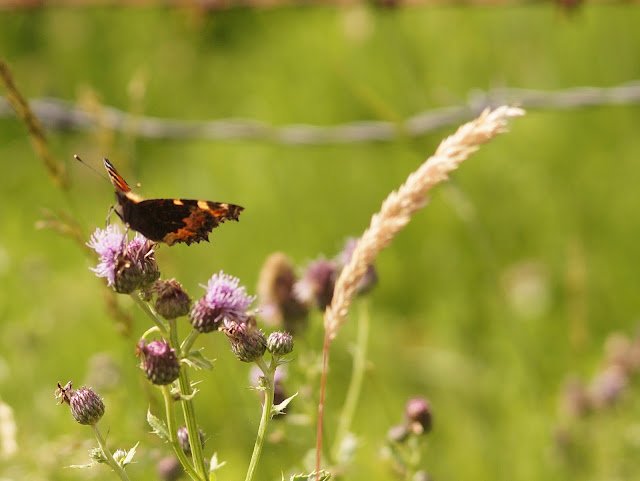 butterflies spotted in Norfolk in summer