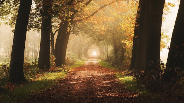 Wallpaper Autumn, Dawn, Fog, Path, Trees, Leaves