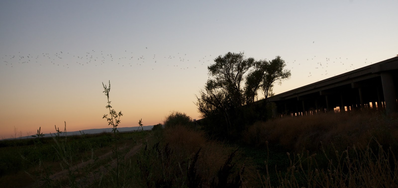 The Tree of Life Bat tour at Yolo Basin Wetlands
