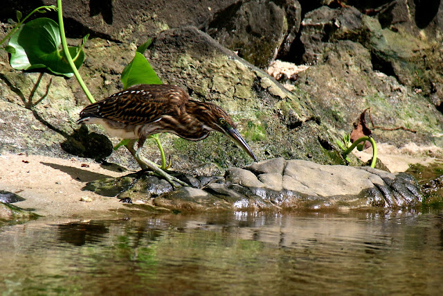 green backed heron juvenile, butorides striata