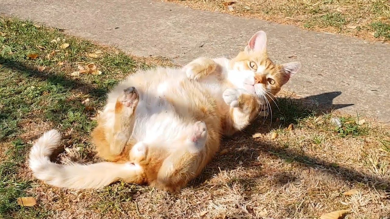 ¿Por qué los gatos se ponen boca arriba y dan vueltas cuando te ven? Solo Gatos ¿Por qué los gatos se ponen boca arriba y dan vueltas cuando te ven? Solo Gatos
