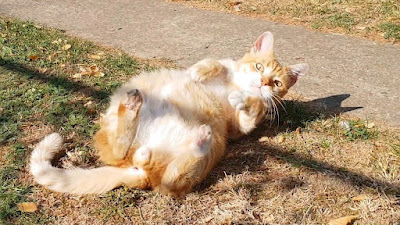 Por qué los gatos se ponen boca arriba y dan vueltas cuando te ven