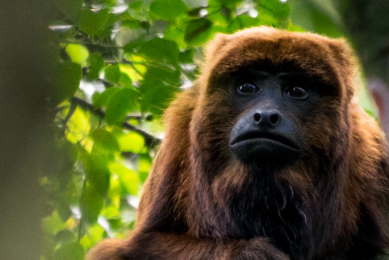 Macaco sagui em estado selvagem em são paulo brasil