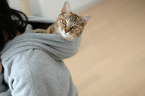 Cat in the hoodie | Funny Cat Pictures