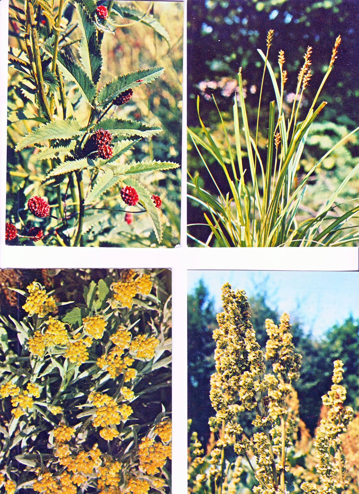 Придорожные травы. Придорожные растения. Придорожные цветы названия. Травы и их названия с фото. Трава Придорожная название.
