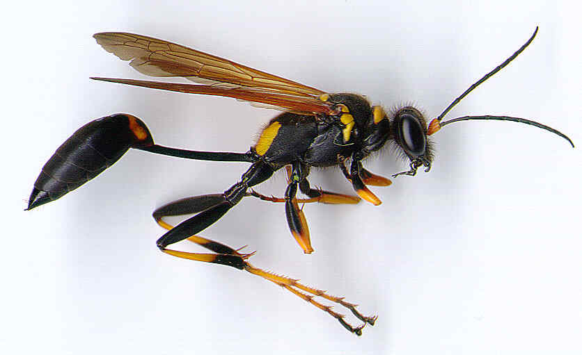 HD Animals: Flying insects pictures