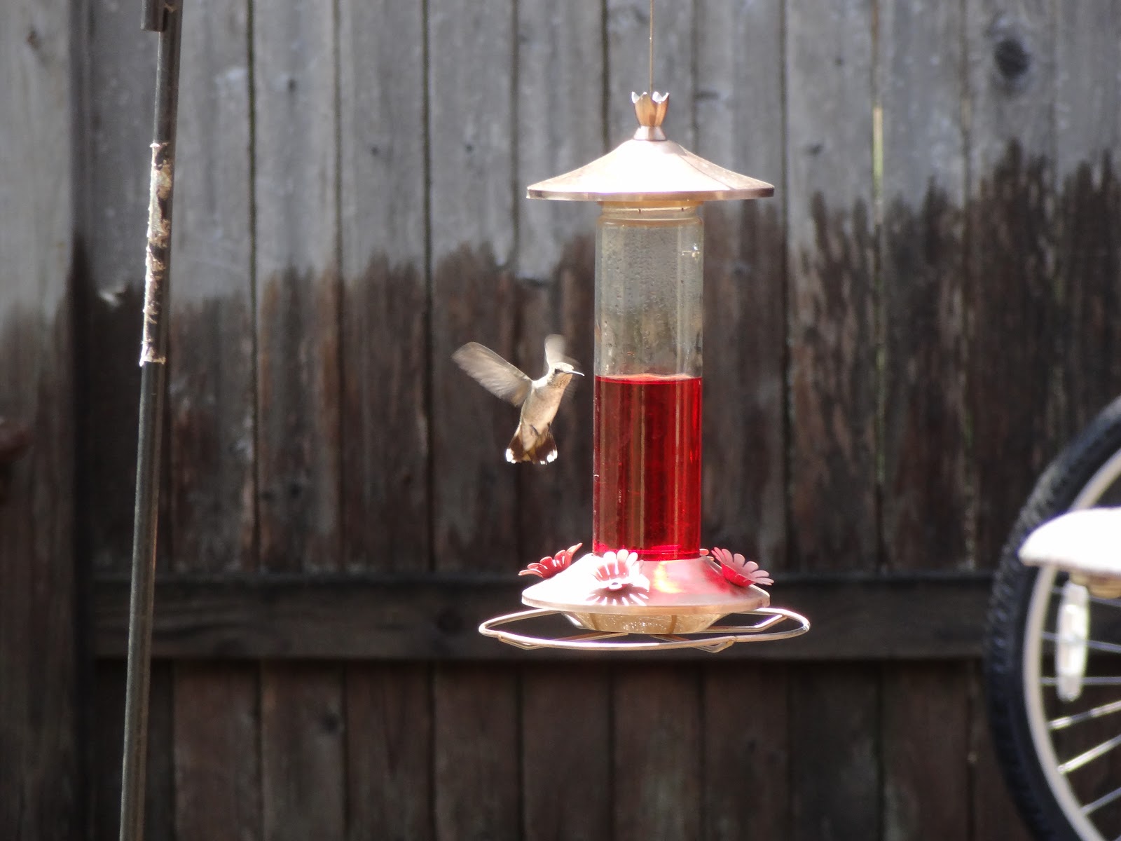Rebecca s Texas Garden Hummingbirds