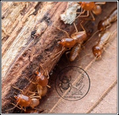 النمل الأبيض Termites - الأنواع والوصف المورفولوجي وتركيب المستعمرة (الجزء الأول)