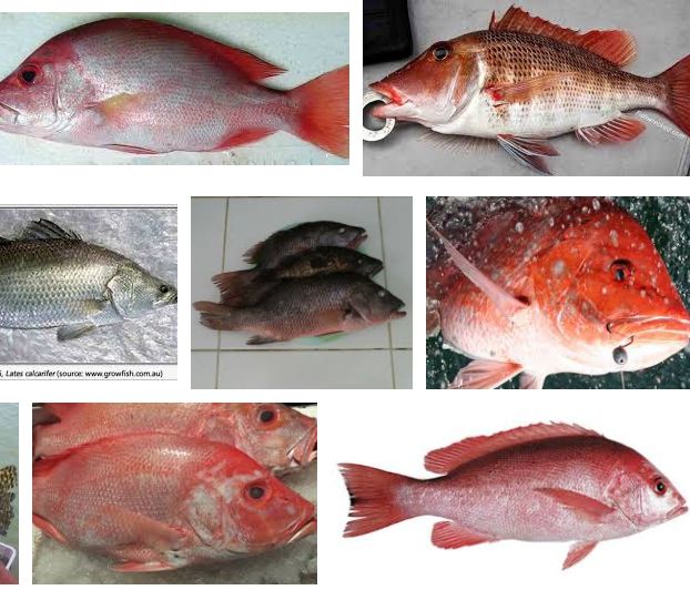 6 Cara Budidaya Ikan Kakap yang Berhasil dan Menguntungkan 6 Cara Budidaya Ikan Kakap yang Berhasil dan Menguntungkan