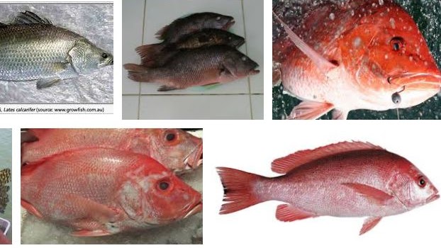 Ikan merah