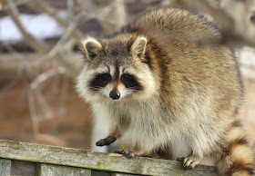 Travels With Birds A Raccoon Raton Laveur Visits Our Backyard