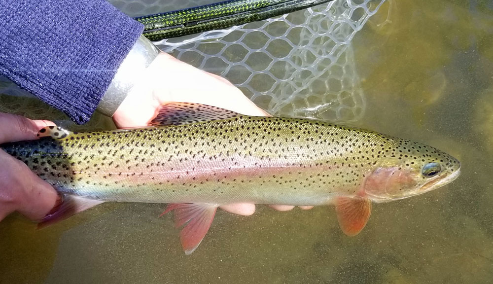 Jon Baiocchi Fly Fishing News Middle Fork Feather River Fly Fishing