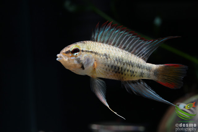 Apistogramma viejita