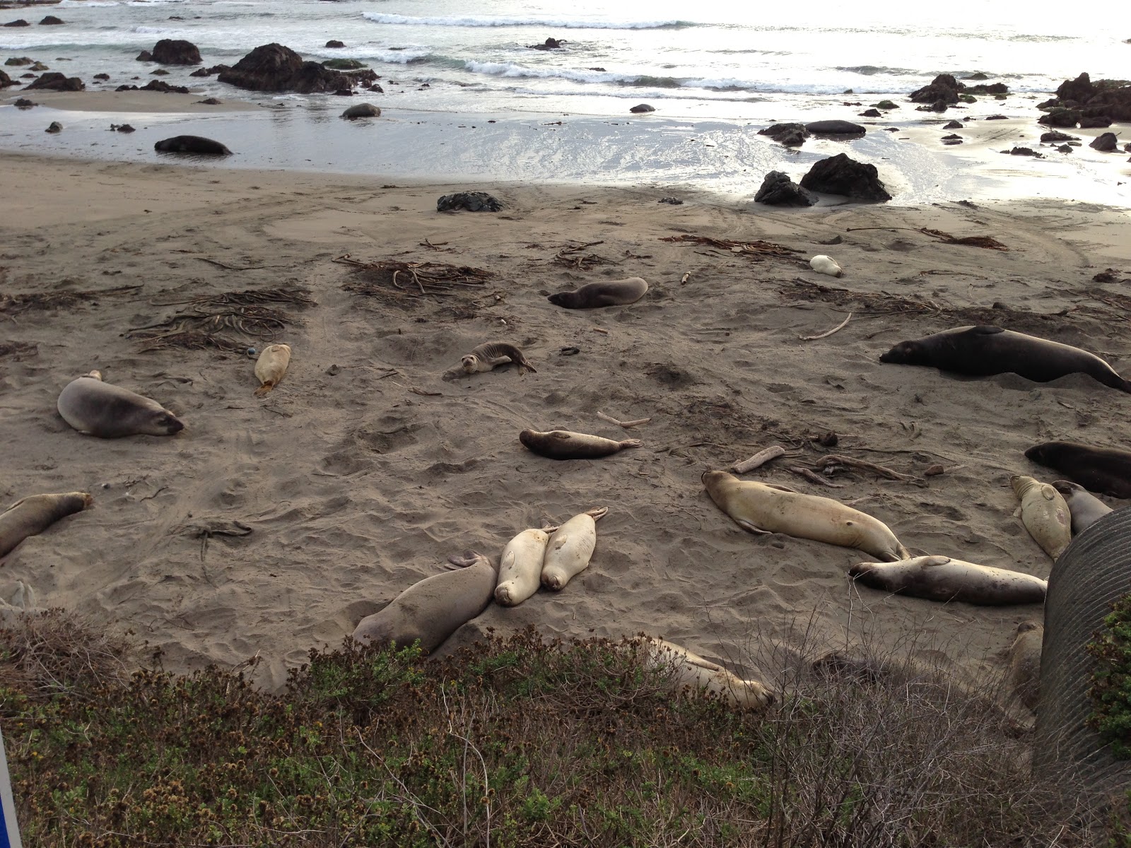 GREAT EATS HAWAII: ELEPHANT SEALS - CAMBRIA, CALIFORNIA