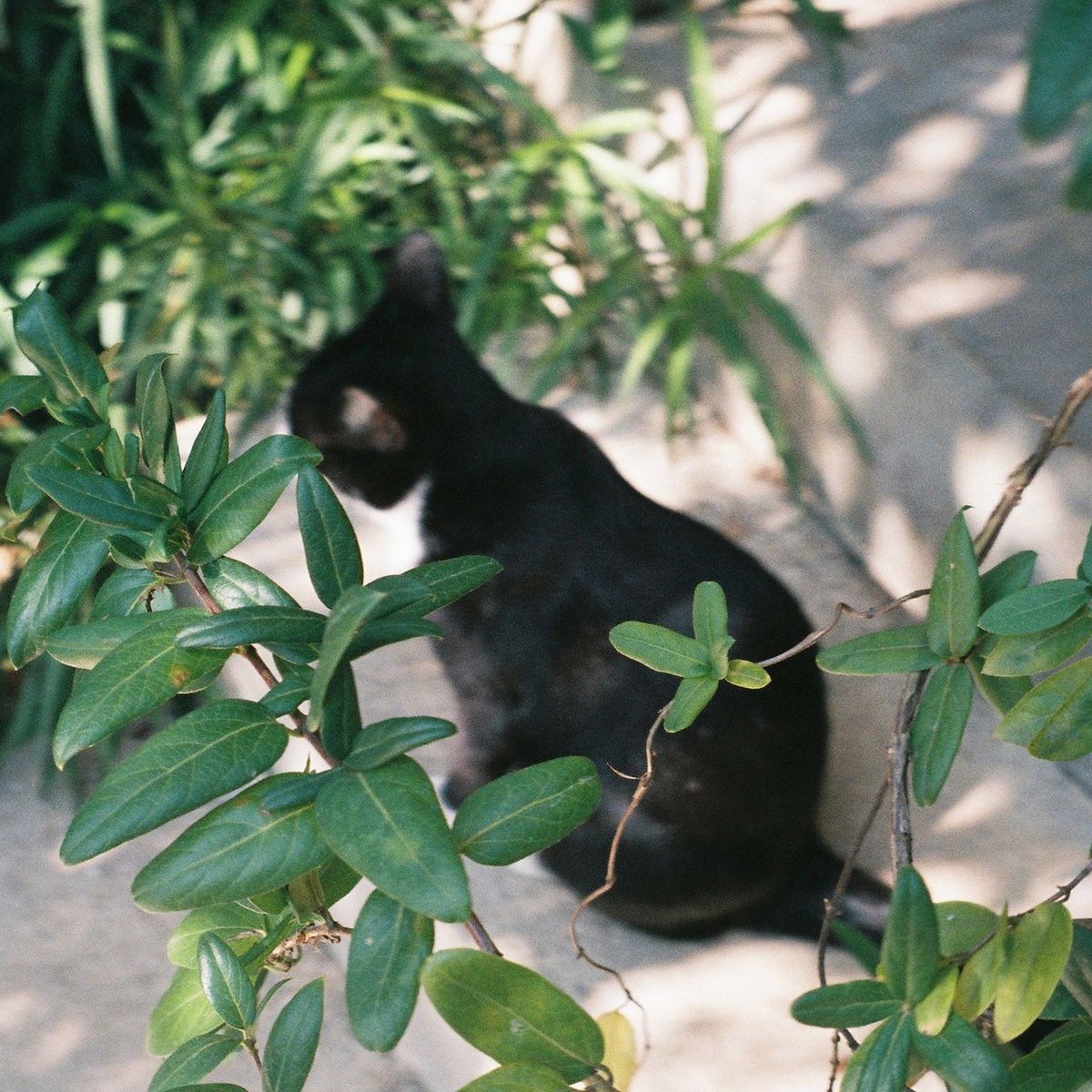 pul pul project – For Abandoned Animals – EP