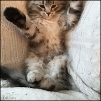 Kitten GIF • Cute double FacePaw because your Kitty fail is so hard one face paw is not enough