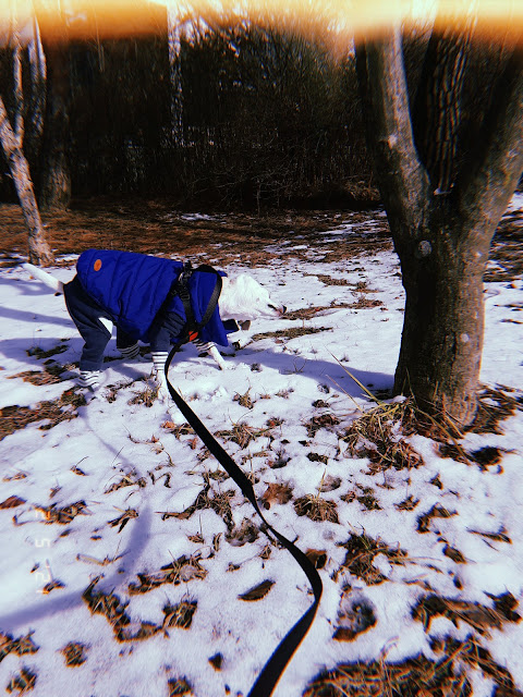 walking dog in a winter wonderland