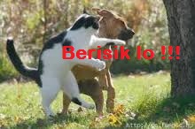 Siapa yang menang antara pertarungan Anjing VS Kucing - Gelitik