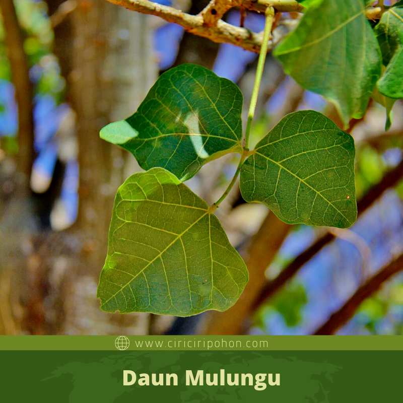 Ciri Ciri Pohon Mulungu (Erythrina mulungu) Di Alam Liar