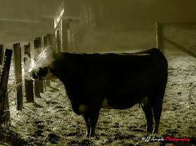 Cow in Morning Mist Sees her breath