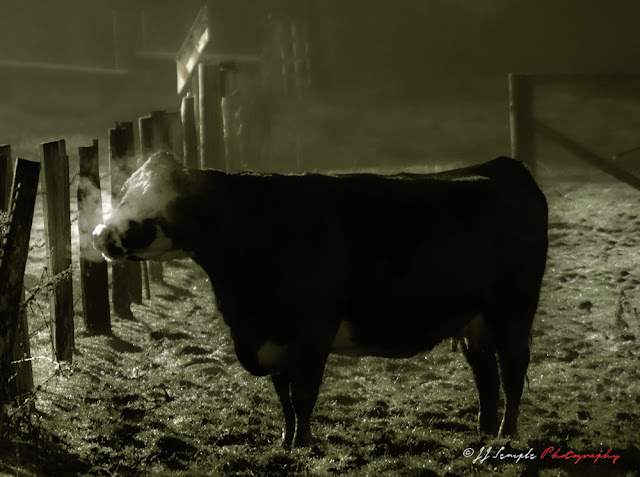 Cow in Morning Mist Sees her breath