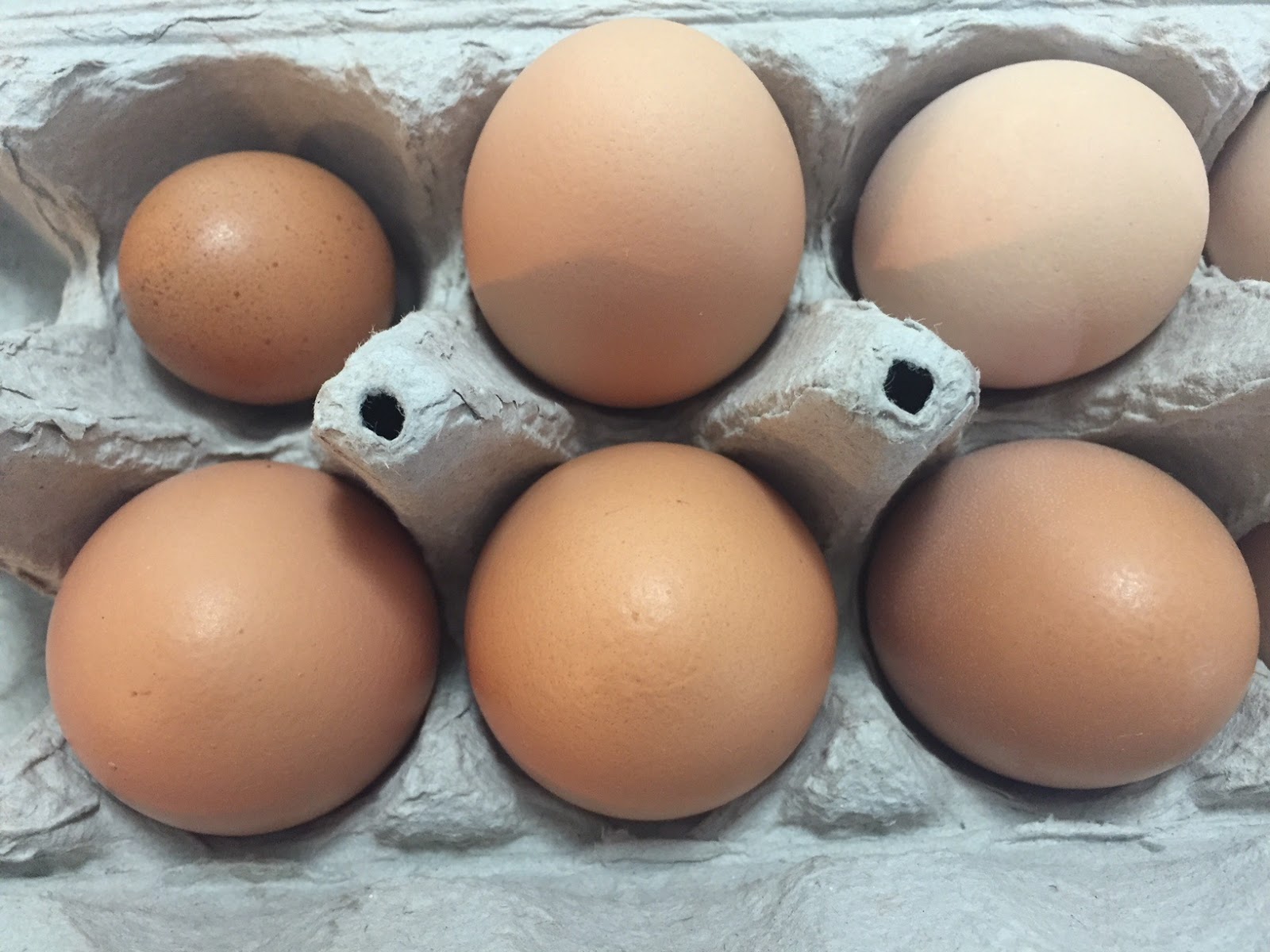 Getting Our First Eggs From the New Chickens