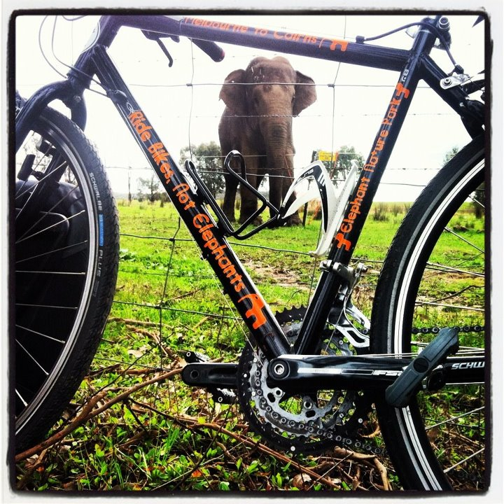 Ride Bikes, Not Elephants Visiting Australia's Last Circus Elephant.