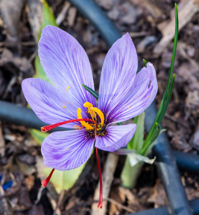 Saffron flower (Crocus sativus)