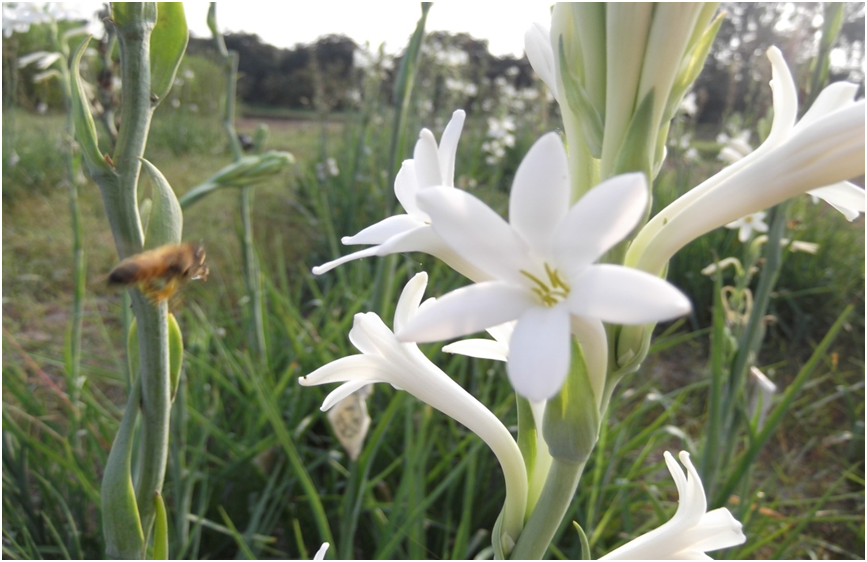Tuberose Integrated Crop Management