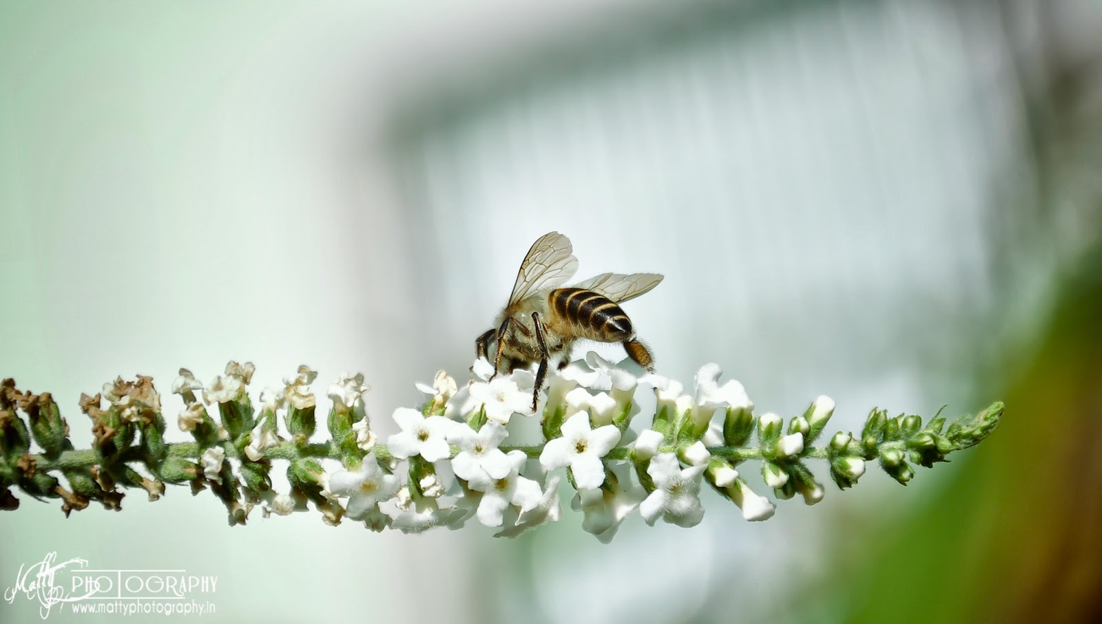 Khawivah nge dik zawk anga Khuaivah 