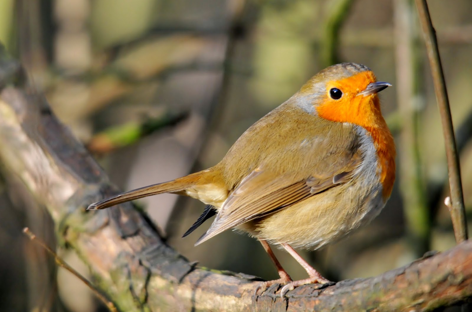 johnfinlaysonbirder Why do Robins seem to disappear in August