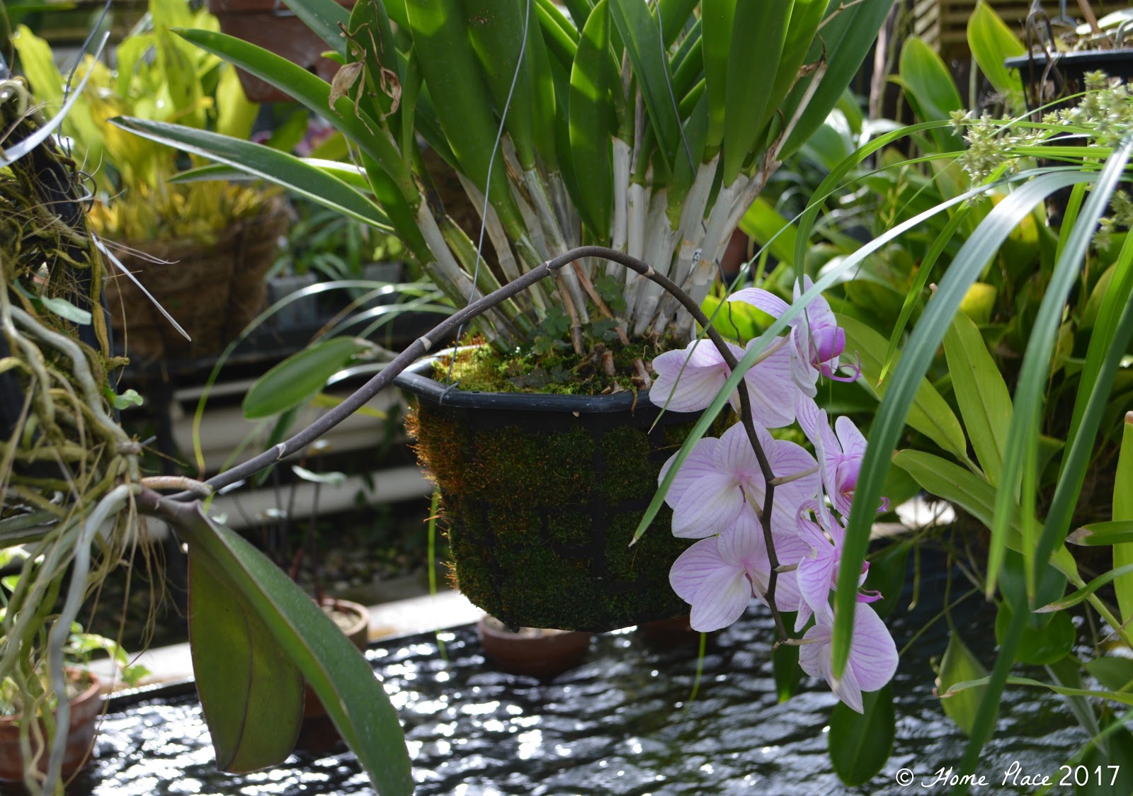 Home Place The Annual Spring Bulb Show at Smith College in Western