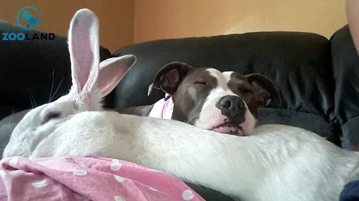 white wolf pit bull rescued from dog