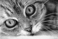 cat realistic drawings pencil inspire hyper drawing cats kitten paintings fine arts