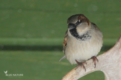 Gorrión común - House sparrow - Passer domesticus. Nos sorprendió mucho ver a este macho de gorrión común junto con las especies forestales de Finlandia, aunque sabemos que se trata de una especie comensal del hombre que muchas veces depende de sus restos o sus aportes.