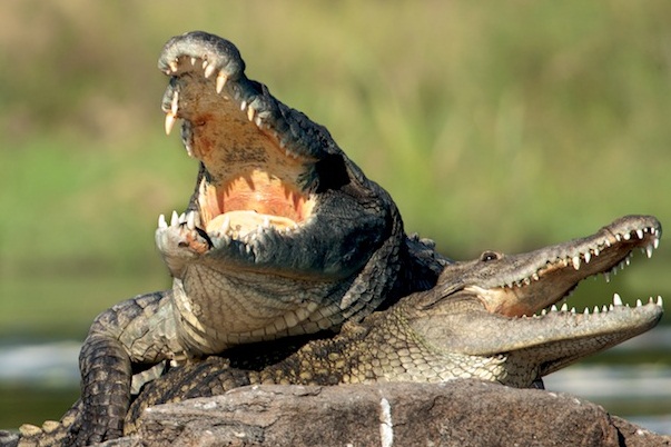 buaya kawin buaya kawin