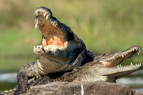  Cara  Berkembang  Biak  Buaya  REFERENSI BEBAS