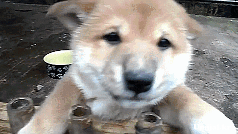 Umjjal_kr_239.gif