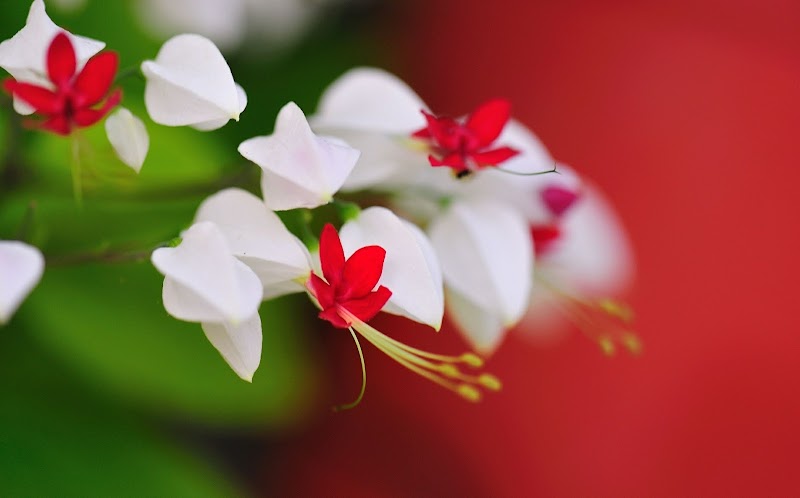 Terkini Gambar Bunga Yang Mudah Dan Indah