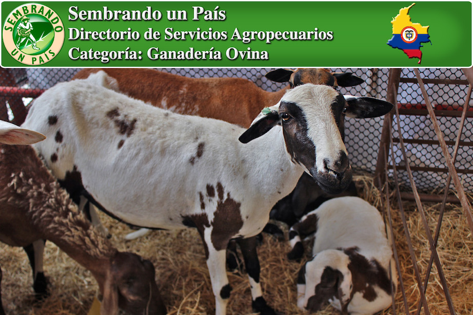 venta de ganado ovino en colombia
