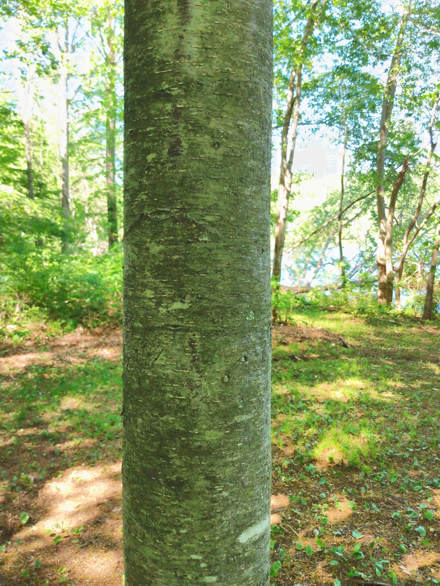 The Rebel Palate DIY Birch Beer