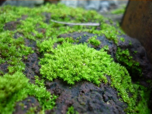 Ilustrasi Mosses (Lumut Daun)