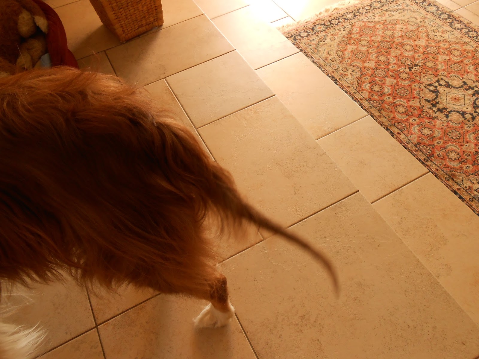 sebadenitis hund