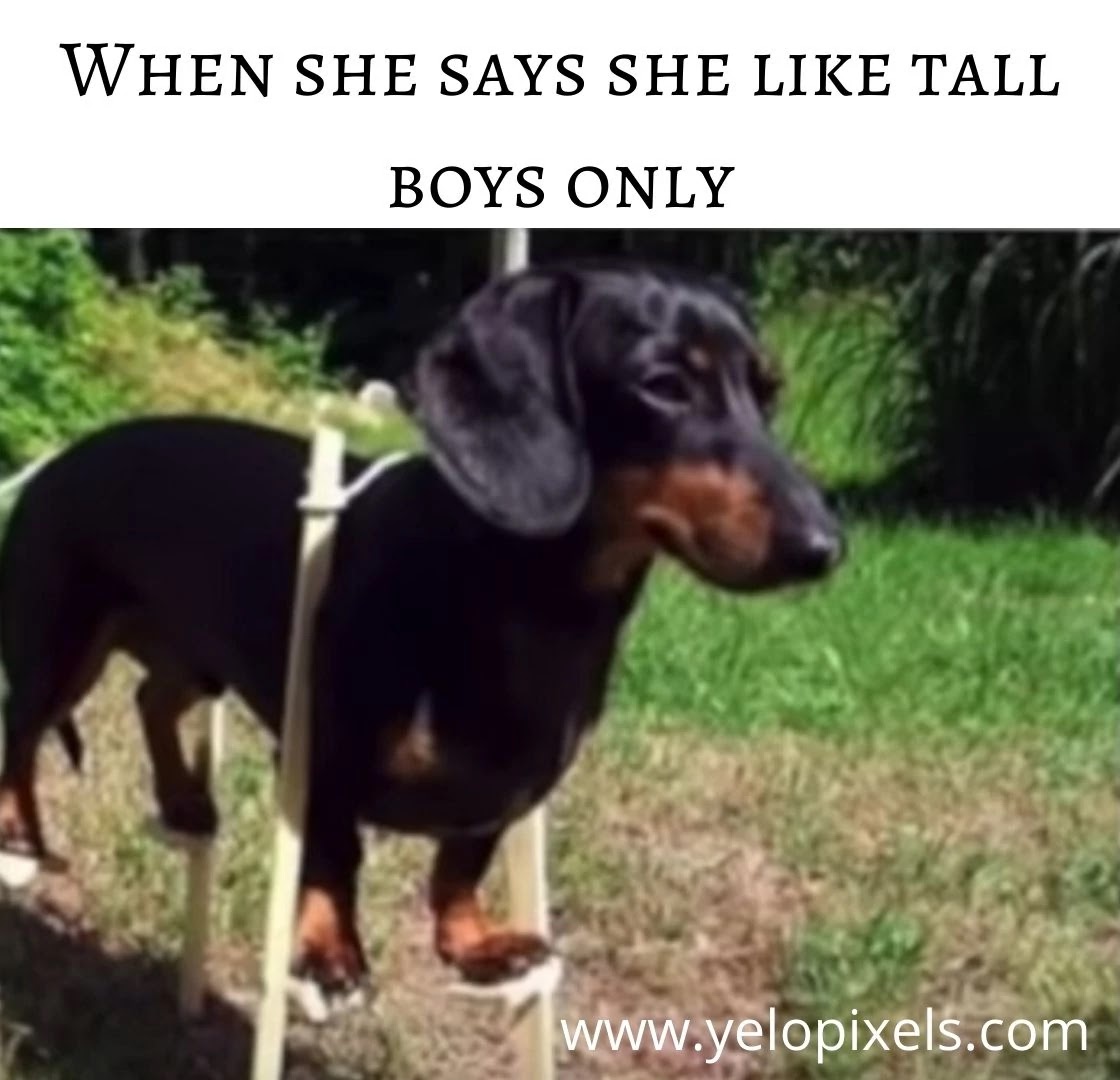 dog+funny+memes+of+the+day