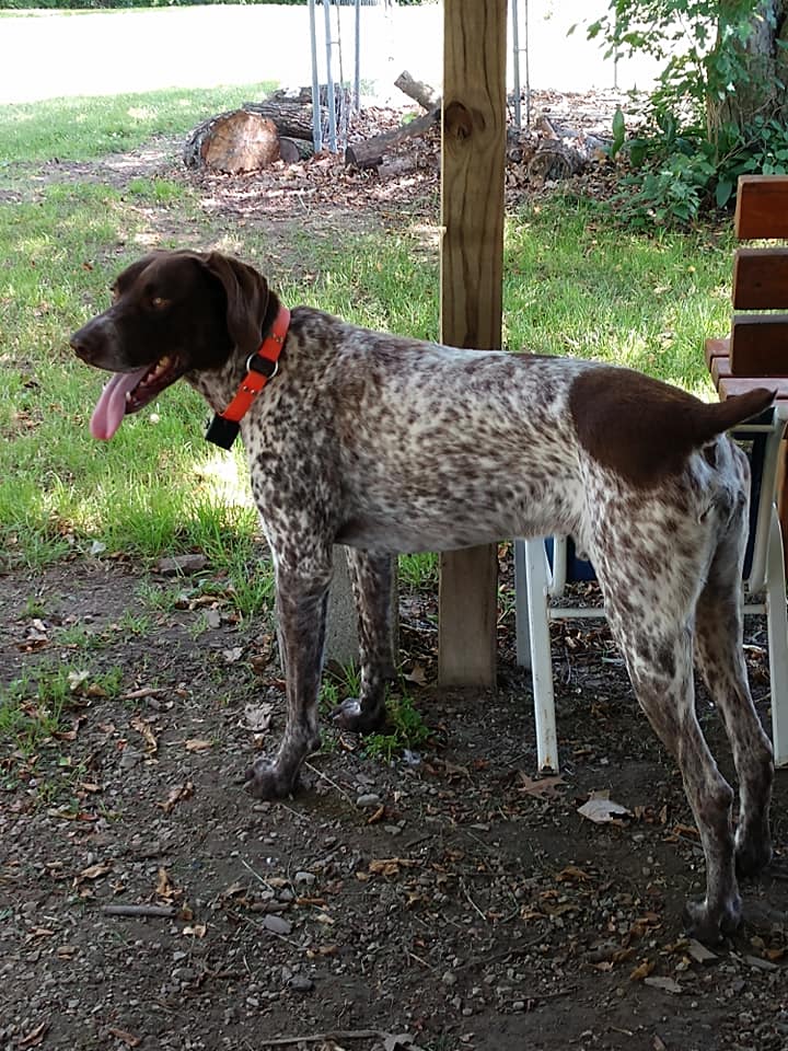 Adopt 7 yr old German Shorthaired Pointer Adopt 7 yr old German Shorthaired Pointer