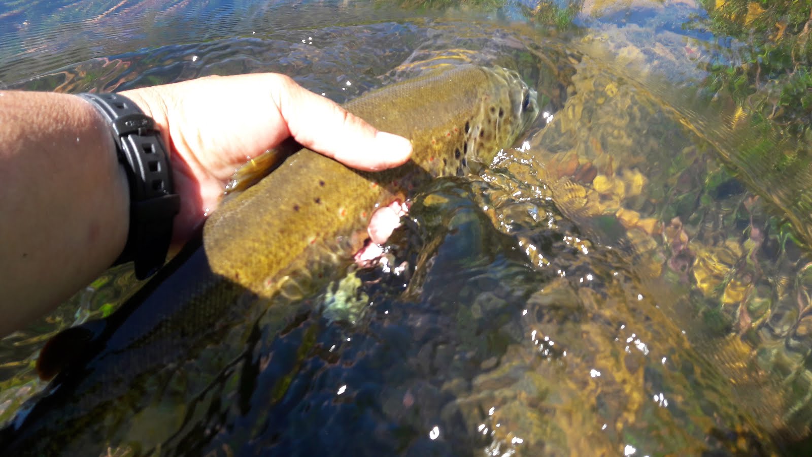 UN DÍA DE PESCA POR EL CEA. 👇