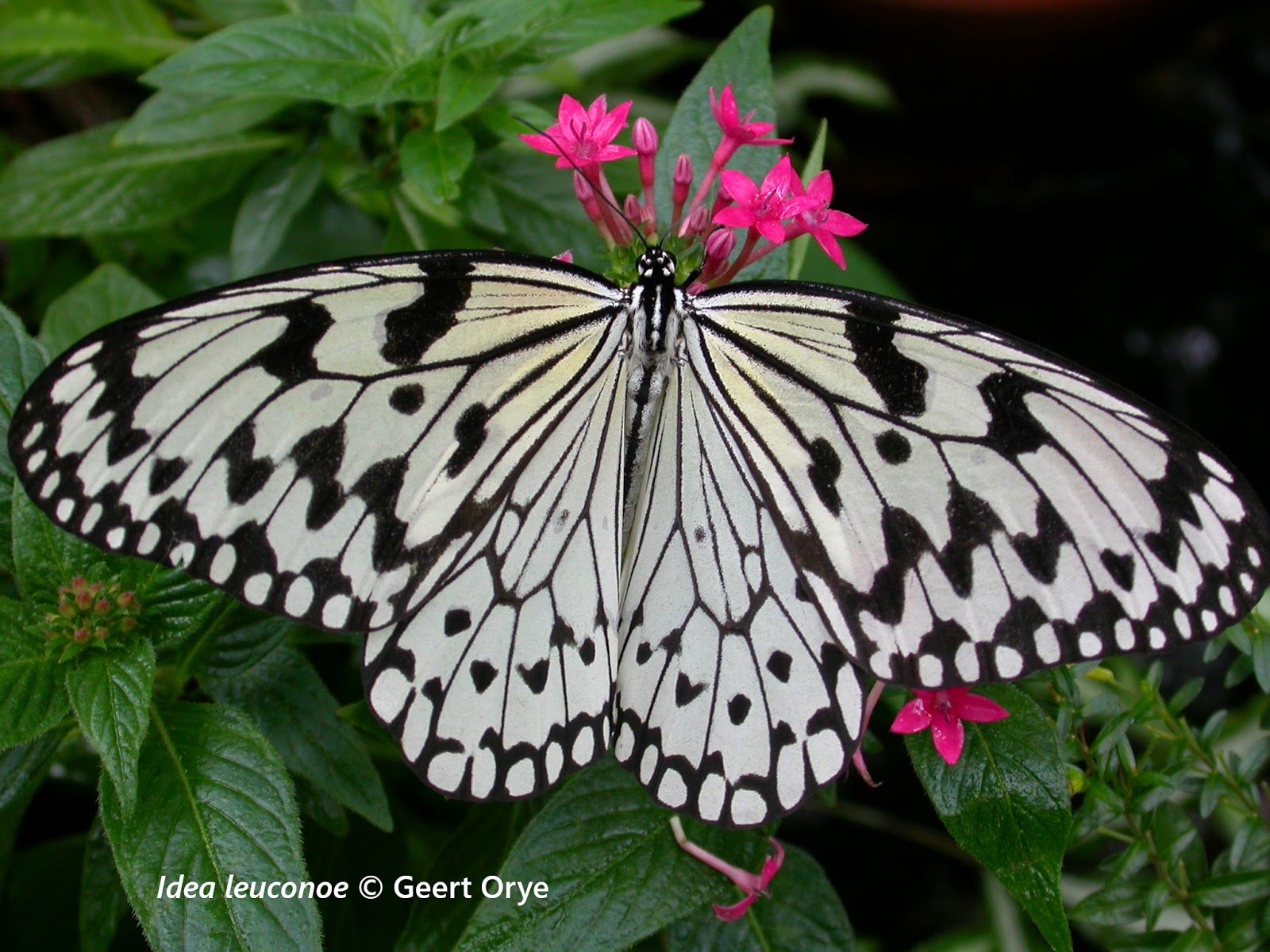 蛾の種類 - マダガスカルトワイライトガ(Chrysiridia rhipheus)
