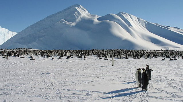 Ciri Ciri Bioma Tundra